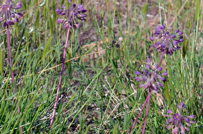 Dusky Onion is found in the western United States from southeastern Washington and northern Oregon to southern California, and western Nevada. Plants in photos above are from central Arizona. Allium campanulatum